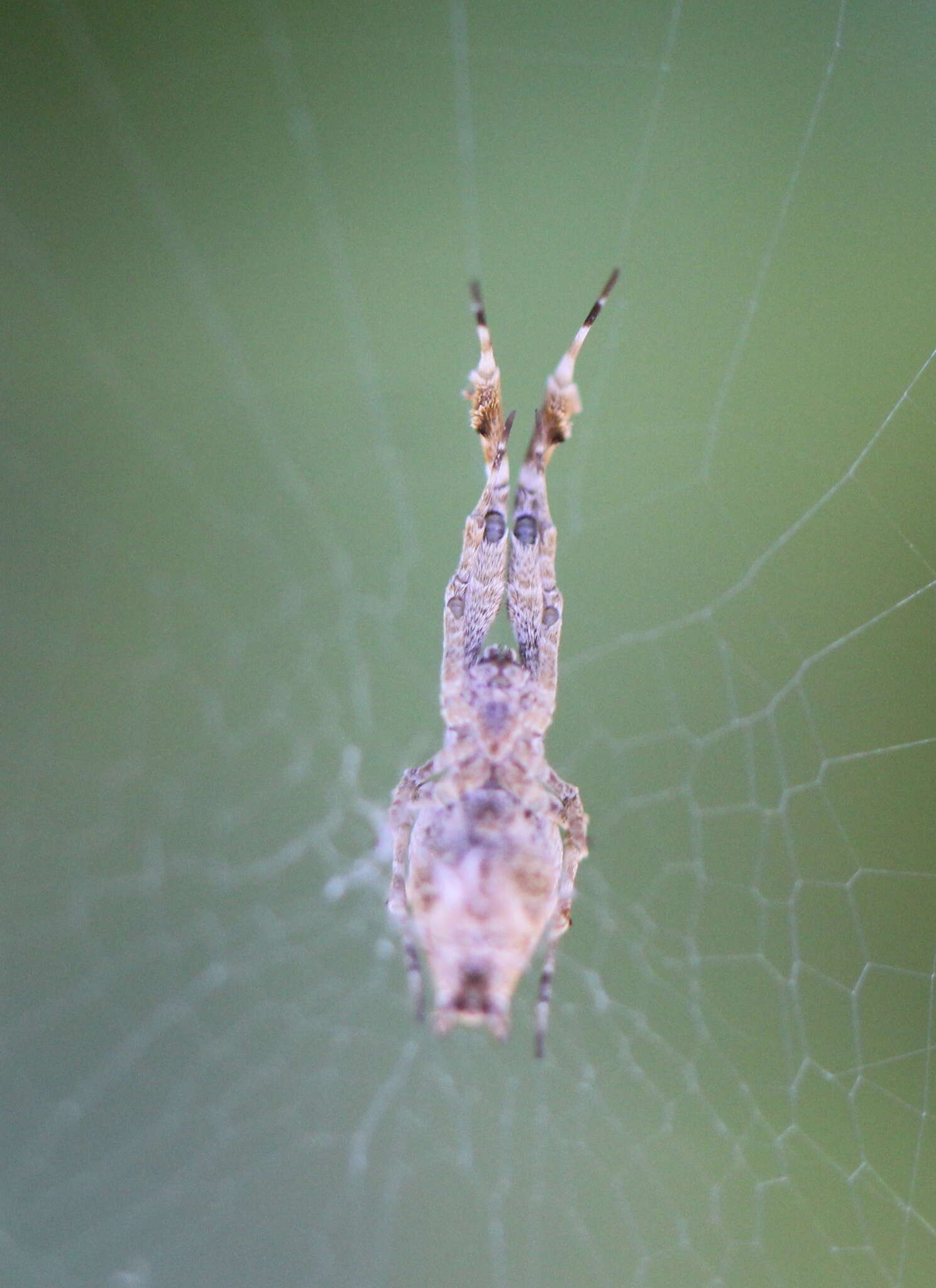 Image of Uloborus plumipes Lucas 1846