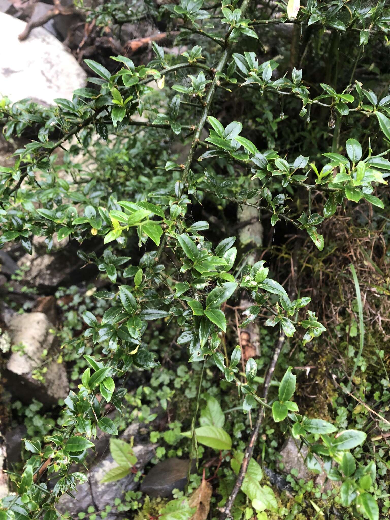 Image of Prinsepia scandens Hayata