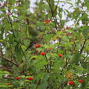 Image of Glittering-throated Emerald