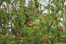 Image of Glittering-throated Emerald