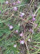 Image of compact prairie clover