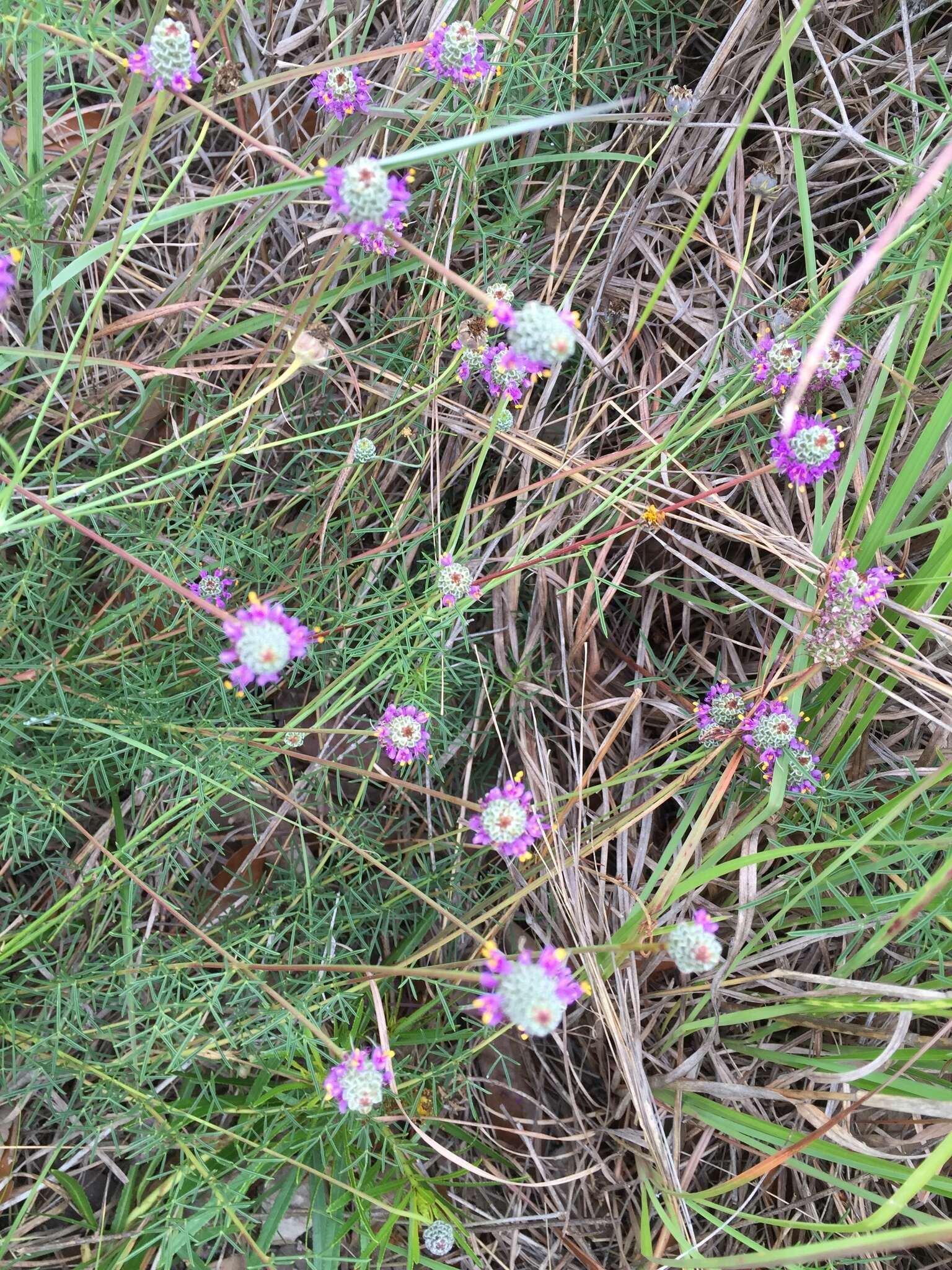 Plancia ëd Dalea compacta var. pubescens (A. Gray) Barneby