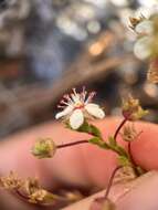 Image of Tahquitz mousetail