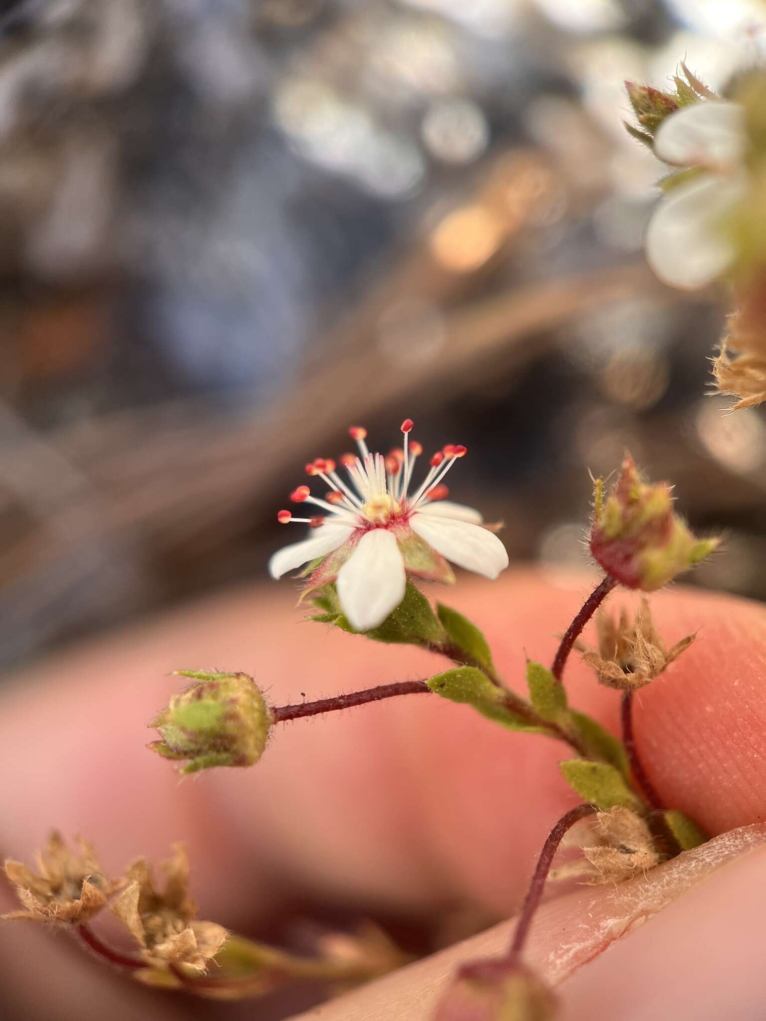 Слика од Ivesia callida (Hall) Rydb.