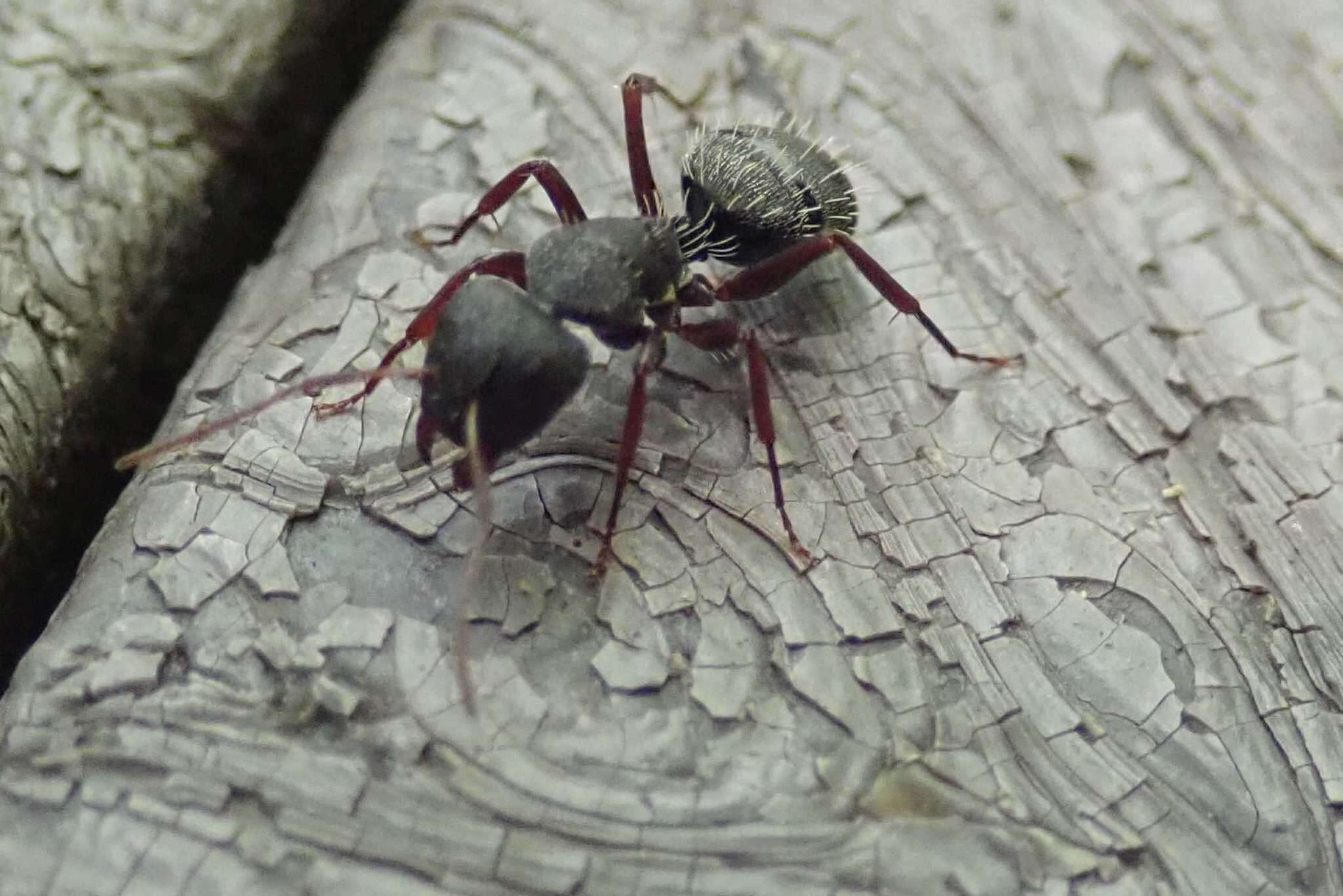 Image of Camponotus auropubens Forel 1894