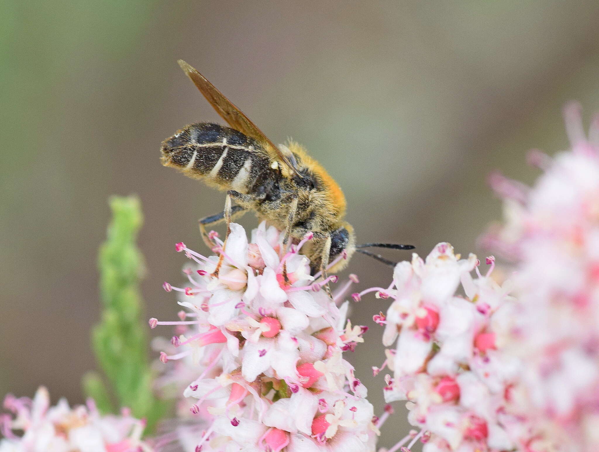 صورة Stratiomys longicornis (Scopoli 1763)