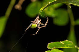 Image of Neoscona mellotteei (Simon 1895)