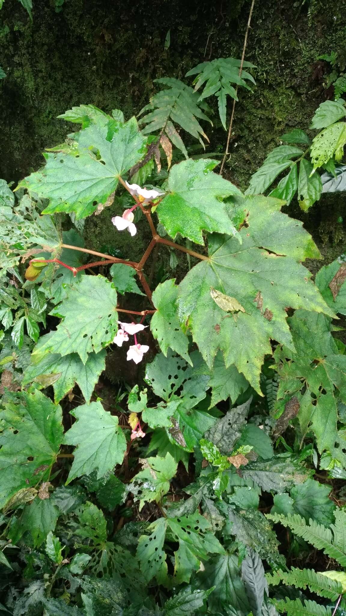 Image of Begonia palmata D. Don