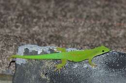 Imagem de Phelsuma astriata semicarinata Cheke 1982