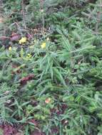 Image of threetooth hawkweed