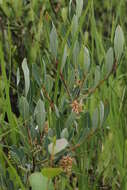 Salix pedicellaris Pursh的圖片