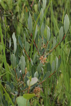 Salix pedicellaris Pursh的圖片