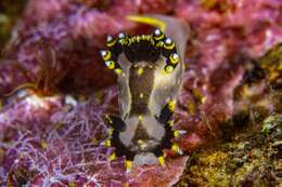 Image of Polycera tricolor Robilliard 1971