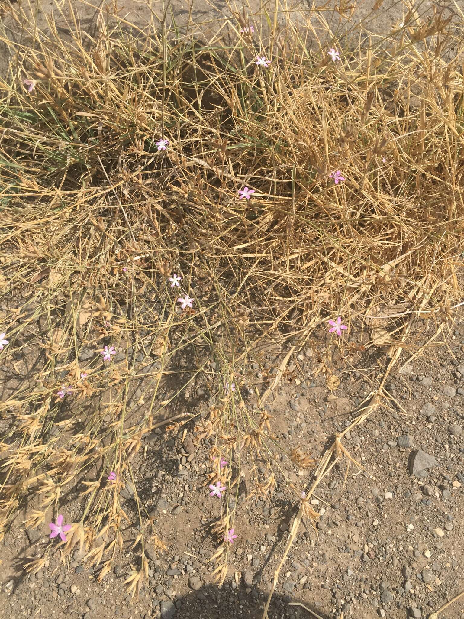 Image of Dianthus strictus Banks & Solander