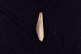 Image of Triodia compacta (N. T. Burb.) S. W. L. Jacobs