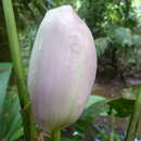 Anthurium formosum Schott resmi