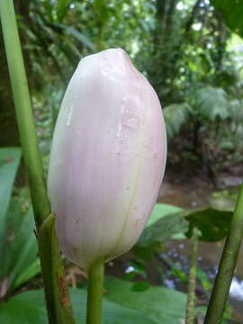 Anthurium formosum Schott resmi