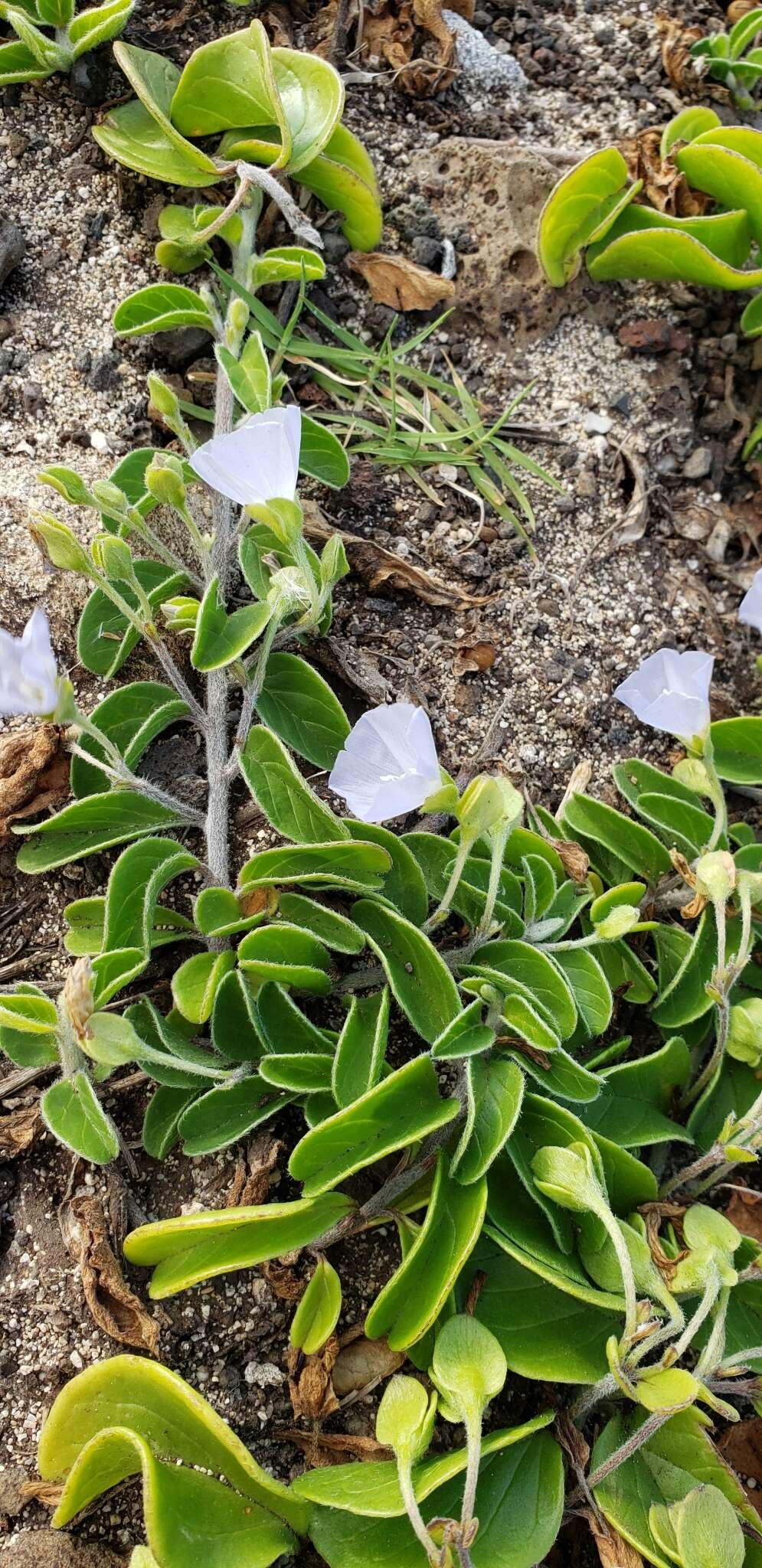 Image of oval-leaf clustervine