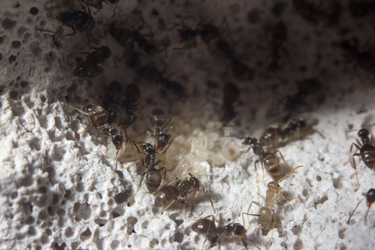 Image of Black garden ant