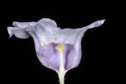 Image of Nierembergia veitchii Berkeley ex Hook.