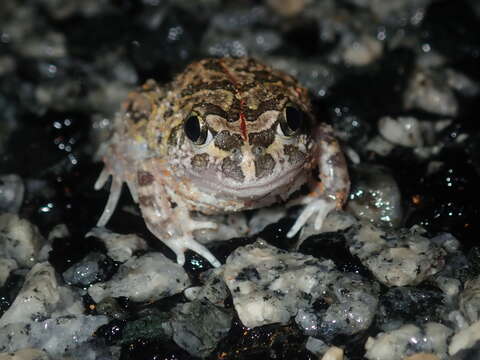 Image of Humming Frog