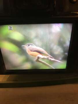 Image of Ferruginous Flycatcher