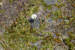 Image of Celmisia glandulosa Hook. fil.