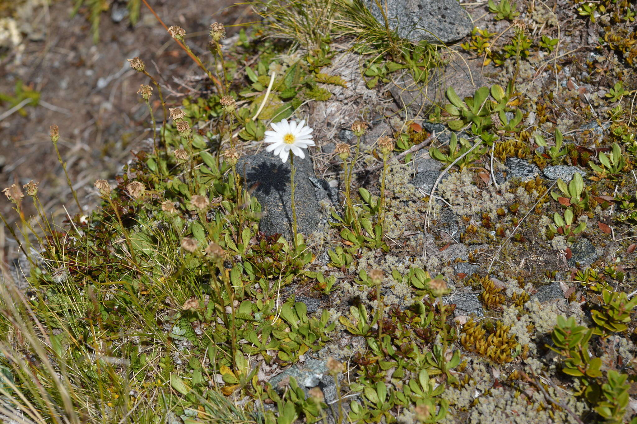 Plancia ëd Celmisia glandulosa Hook. fil.