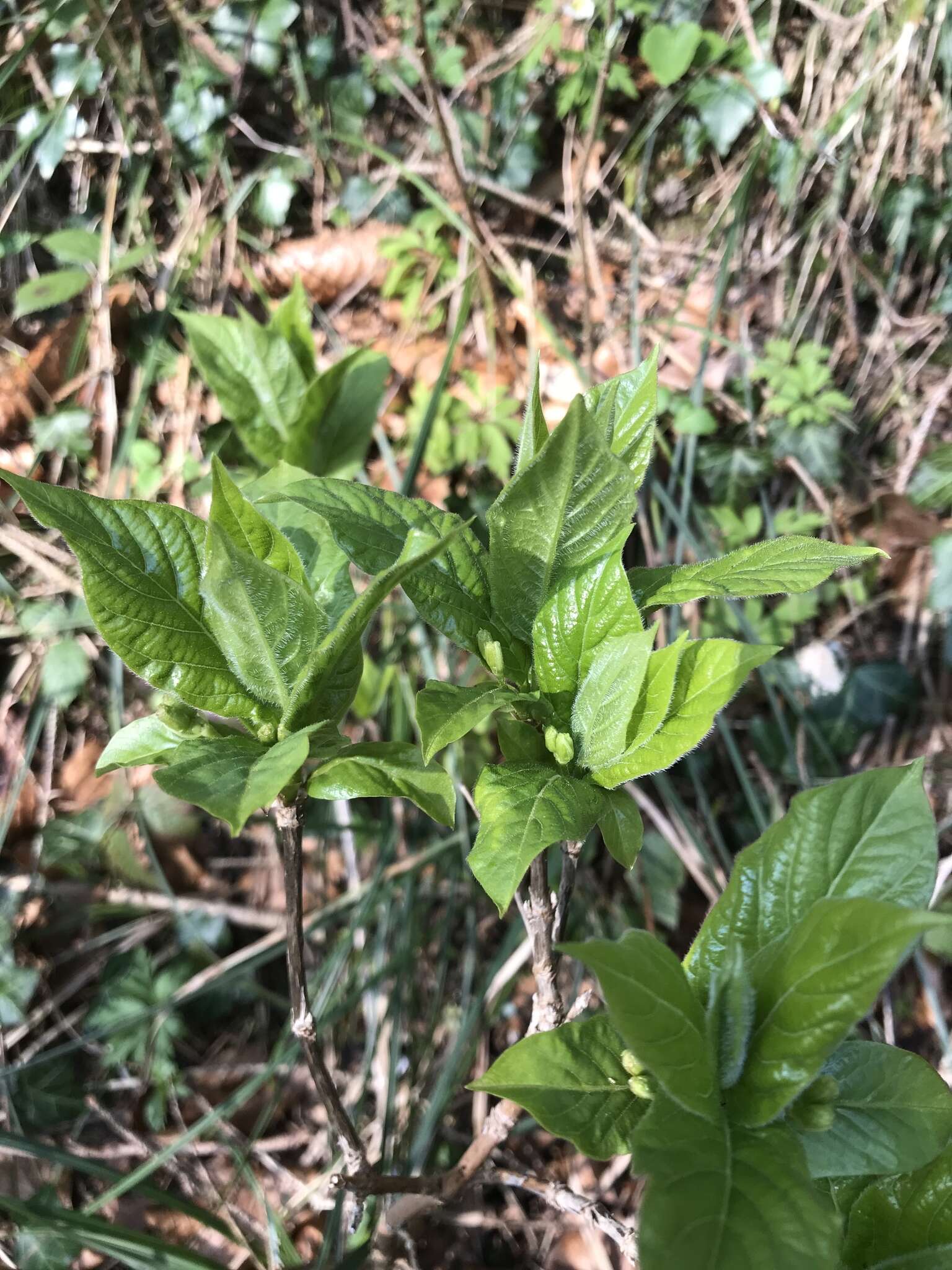 Image of alpine honeysuckle