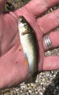 Image of Gulf Killifish