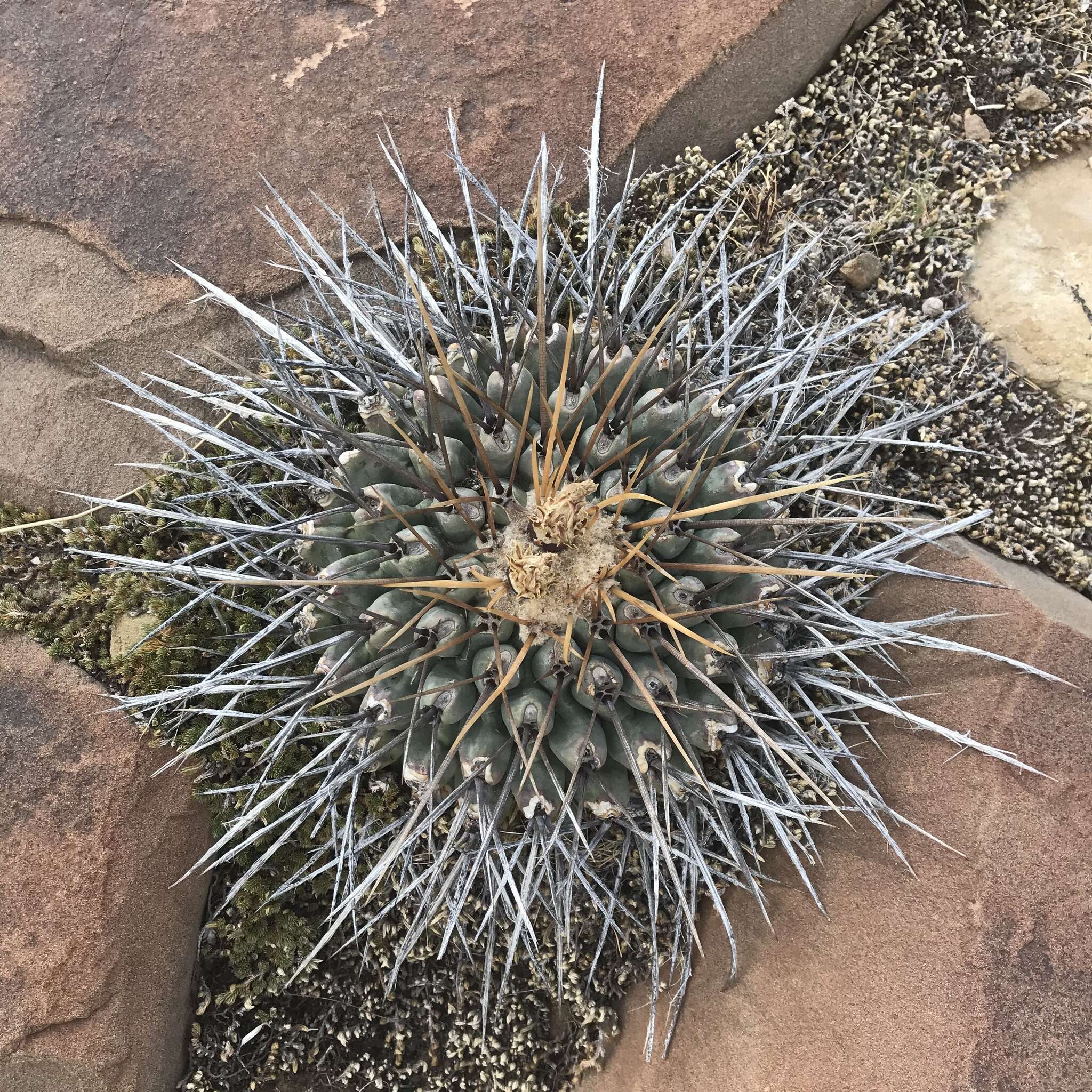 Image of Thelocactus rinconensis (Poselger) Britton & Rose