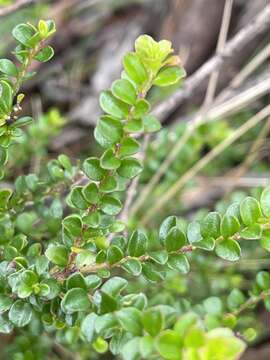 Image de Leionema lamprophyllum subsp. obovatum F. M. Anderson