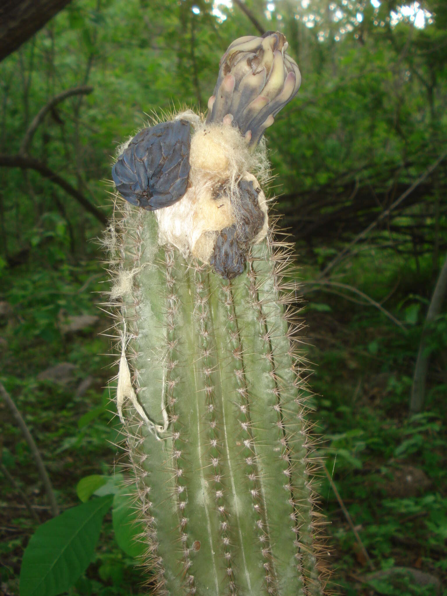 Plancia ëd Pilosocereus purpusii (Britton & Rose) Byles & G. D. Rowley