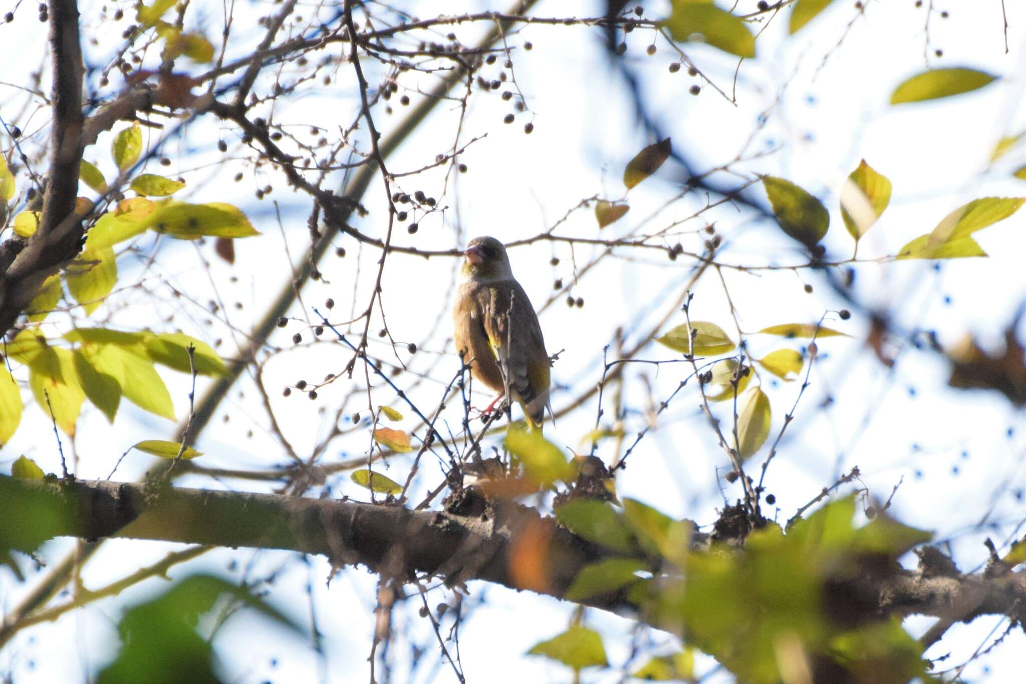 Image of Grey-capped Greenfinch