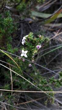 Plancia ëd Arcytophyllum nitidum (Kunth) Schltdl.