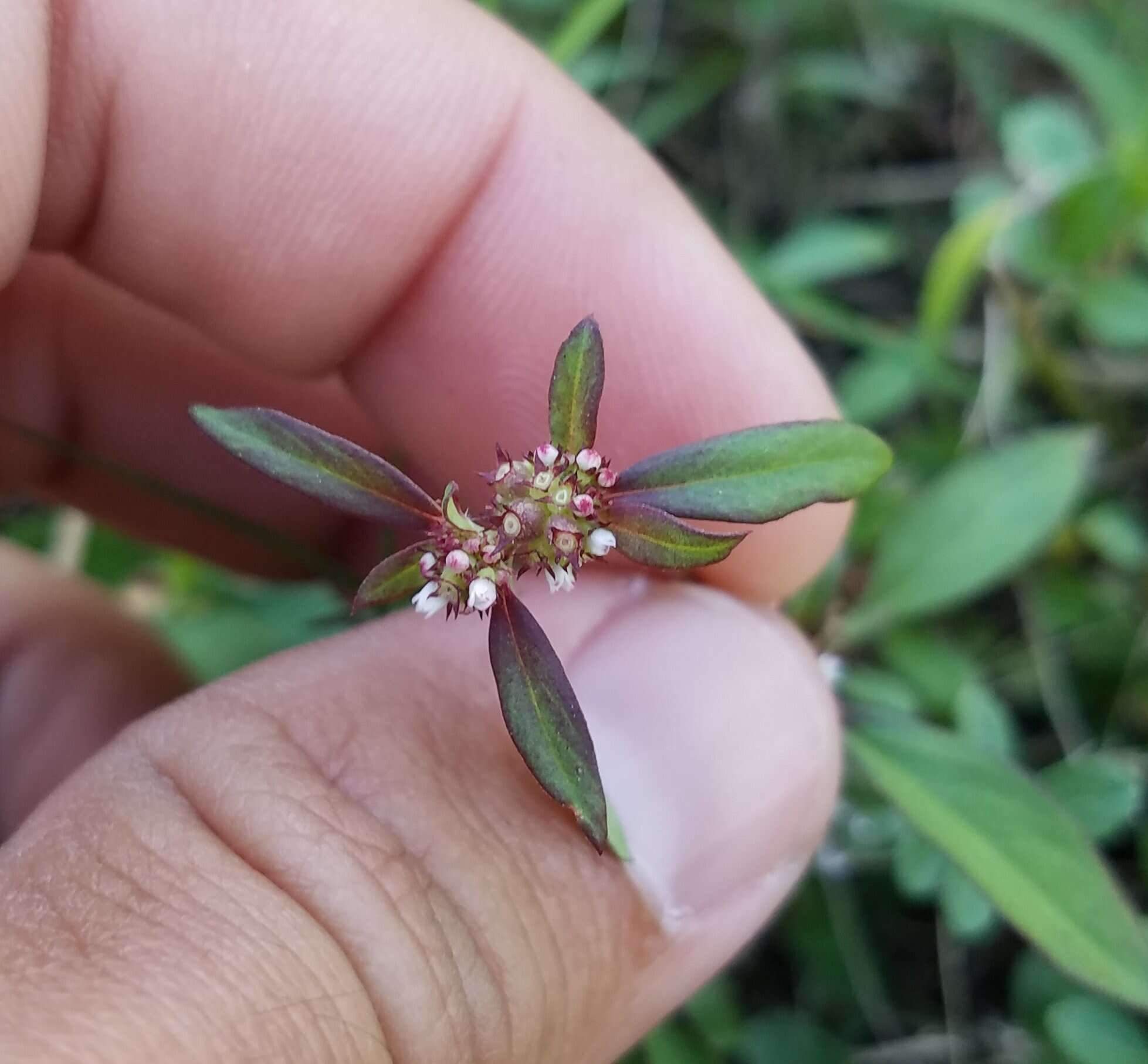 Imagem de Spermacoce keyensis Small