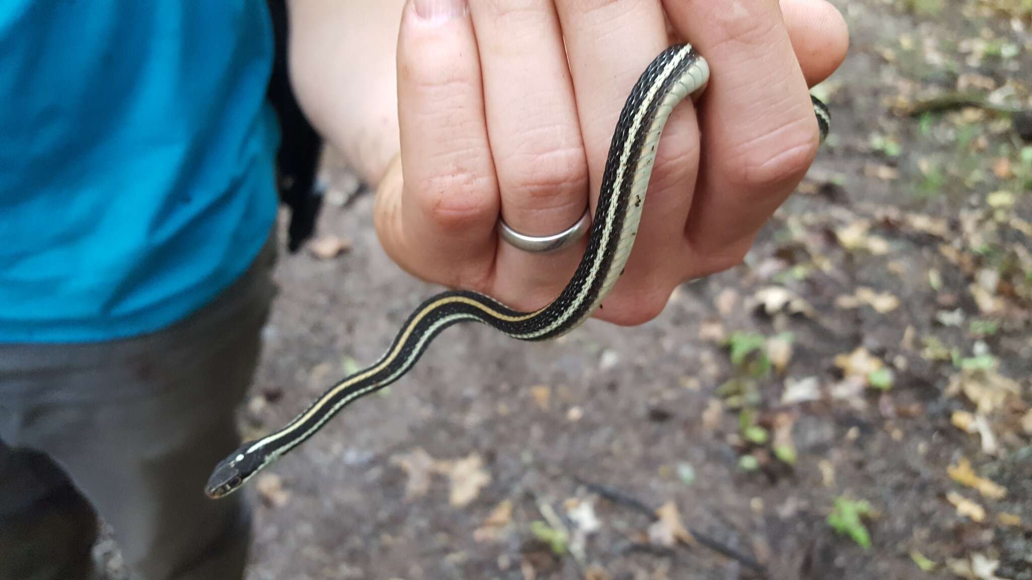 صورة Thamnophis proximus proximus (Say ex James 1823)