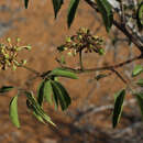 Image of Cissus bosseri Descoings