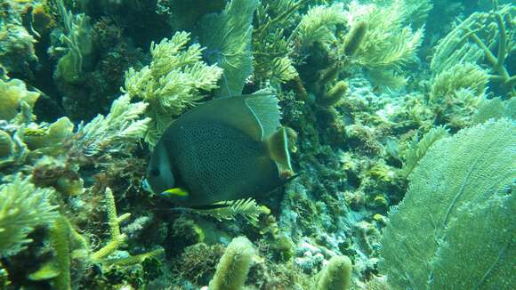 Image of Angelfish