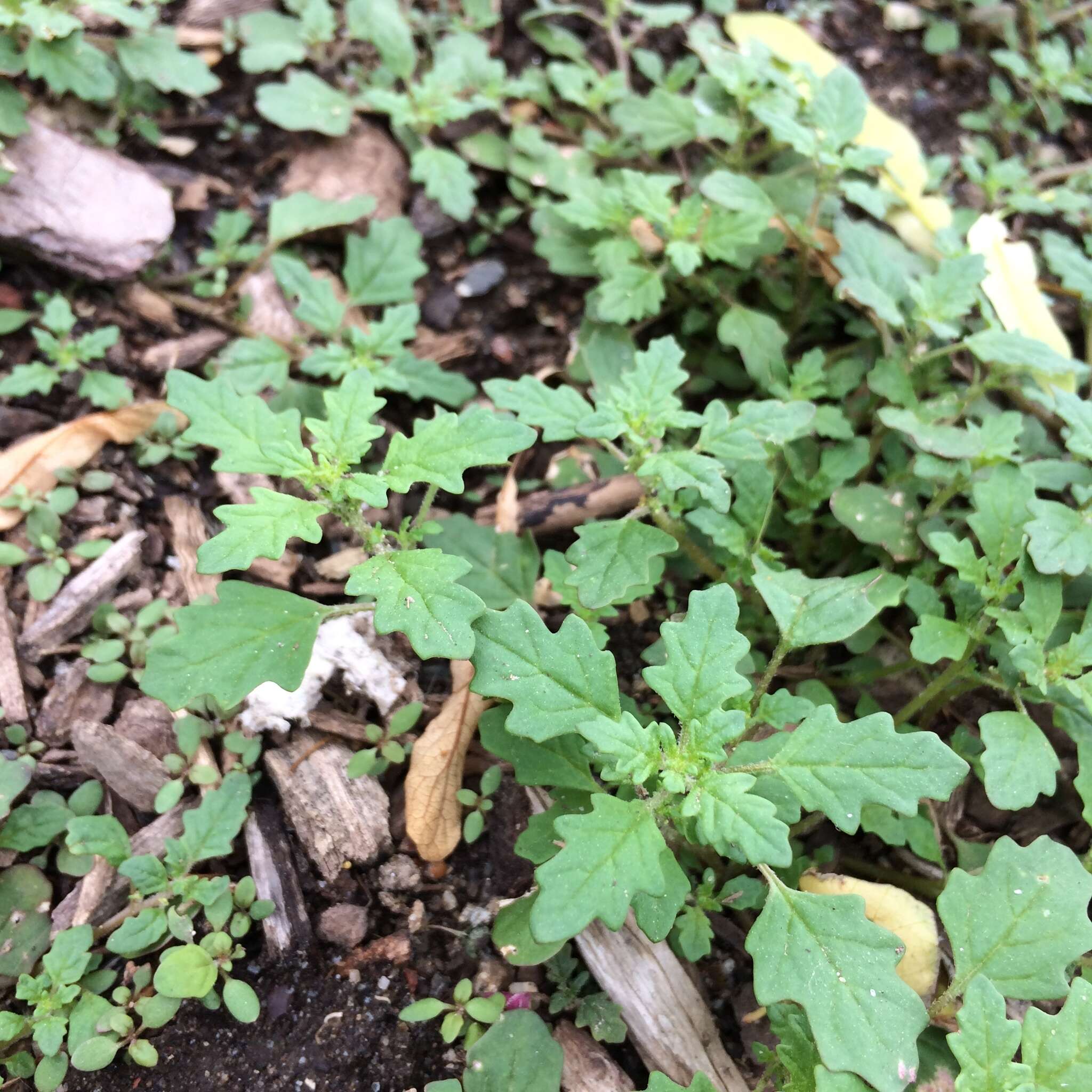 Image of clammy goosefoot