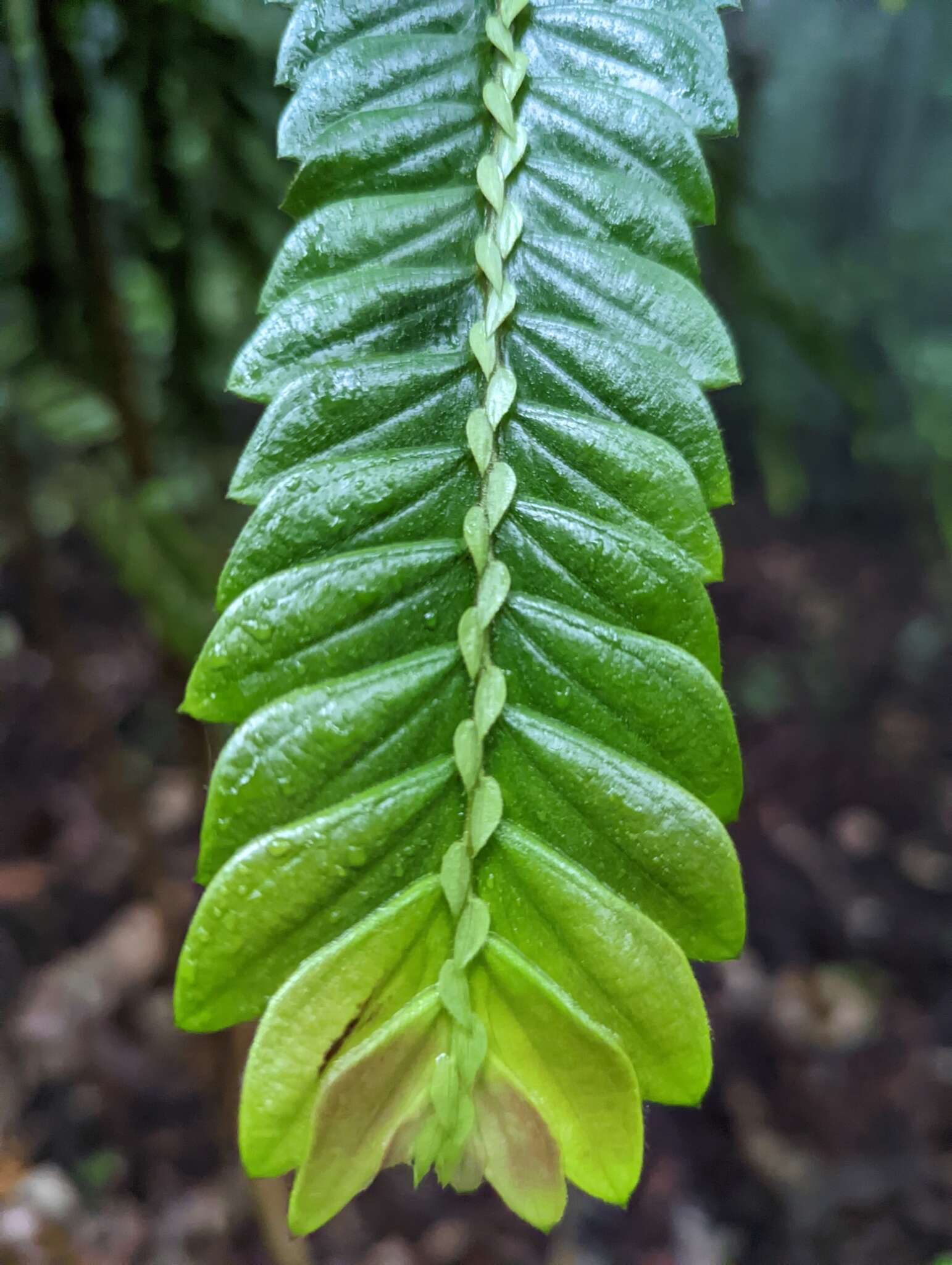 Image of Anisophyllea disticha (Jack) Baill.