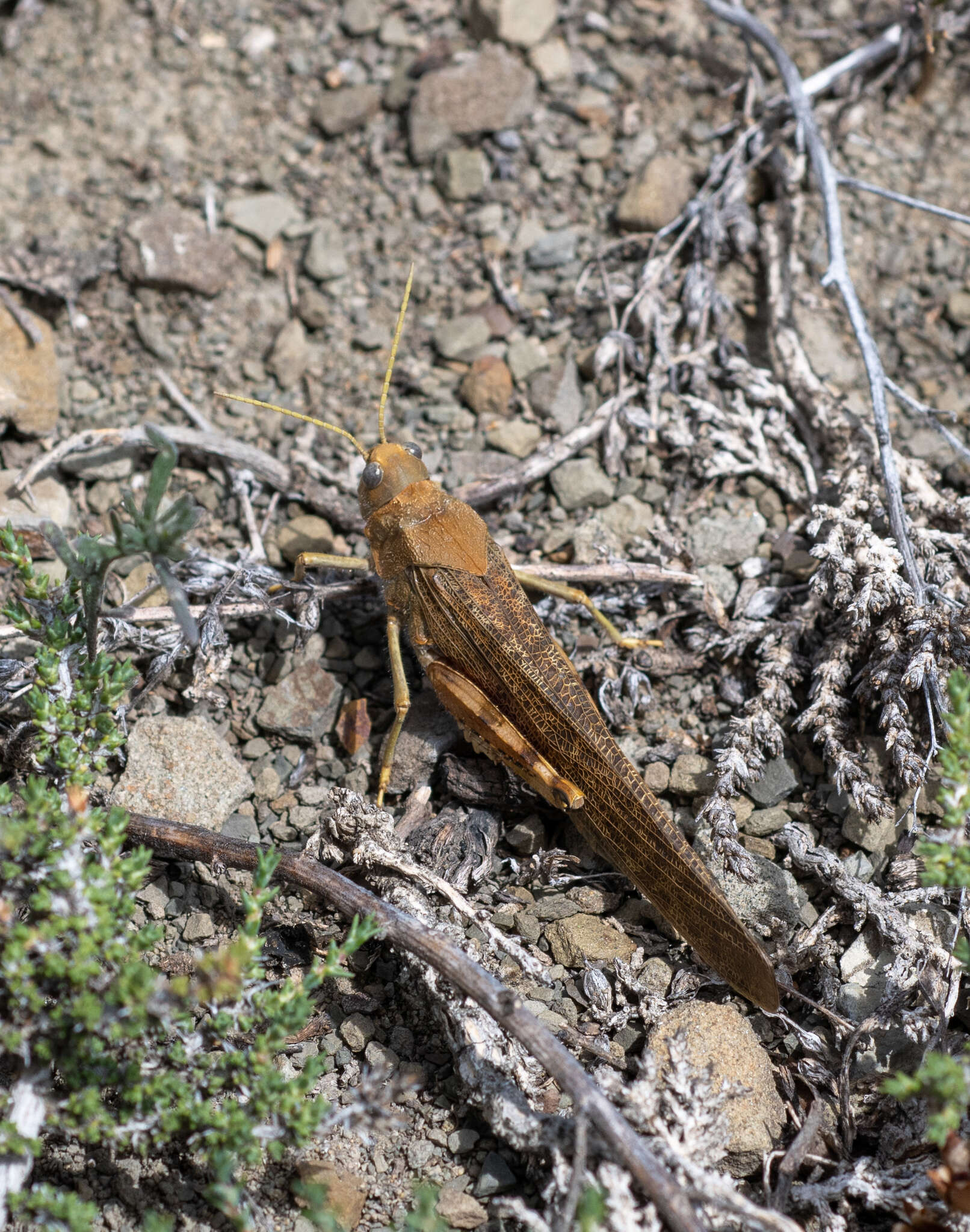 Bryodema gebleri (Fischer von Waldheim 1836)的圖片