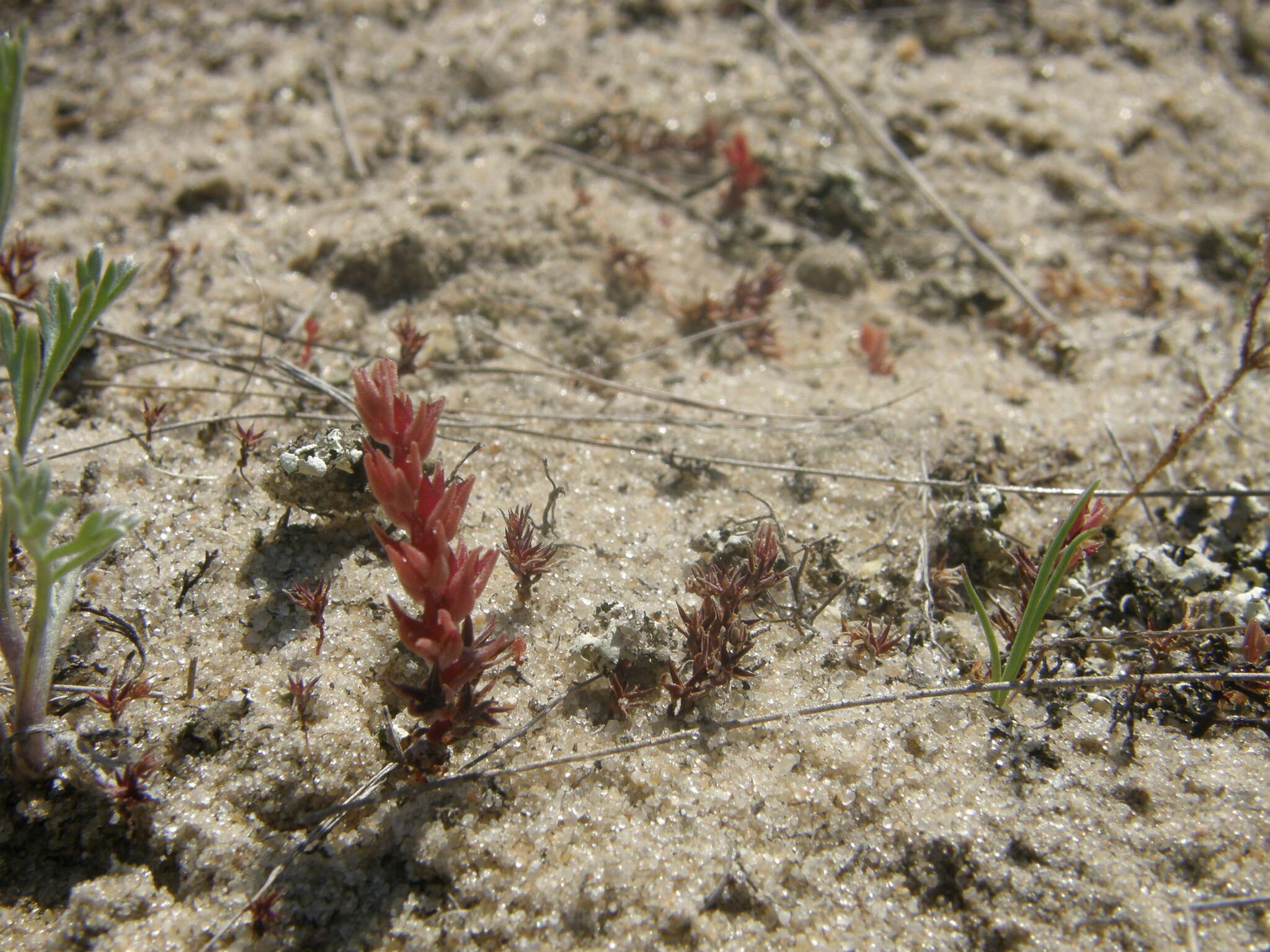 Image de Sedum aetnense Tineo