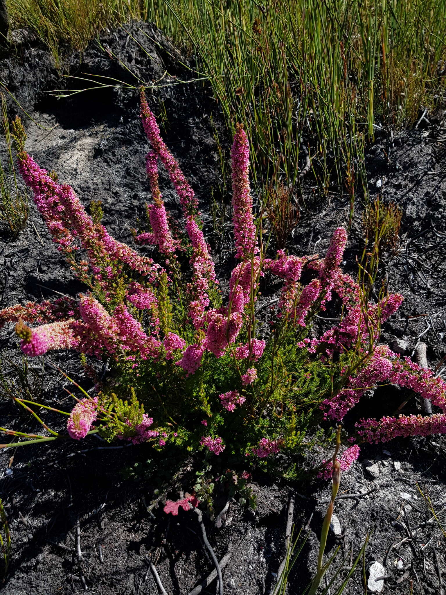 Image of Erica georgica Guthrie & Bolus