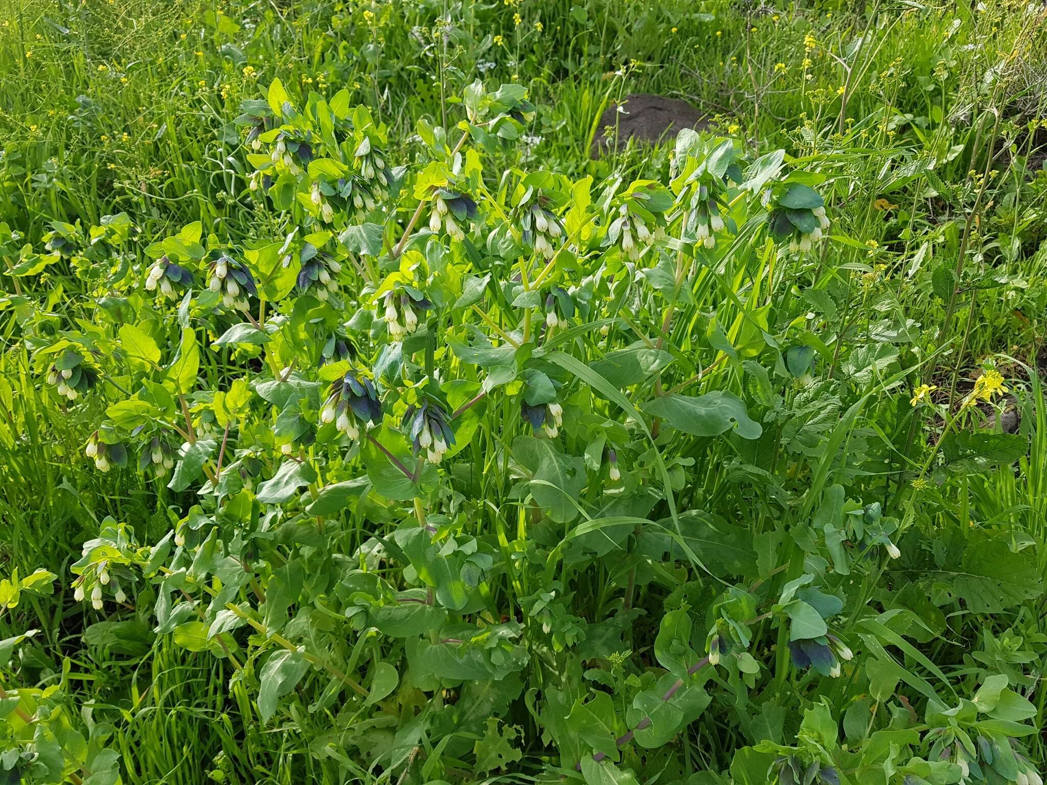 Image of Cerinthe palaestina Eig & Samuelss.