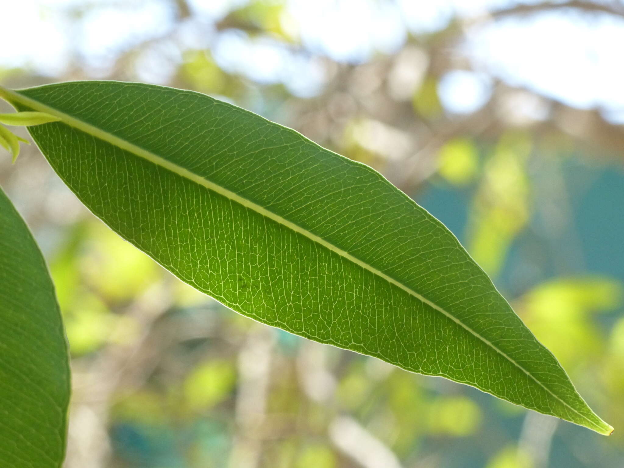 Image de Syzygium salicifolium (Wight) J. Grah.