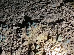 Image of Red Canyon buckwheat