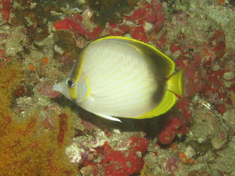 Image of Gardiner's Butterflyfish