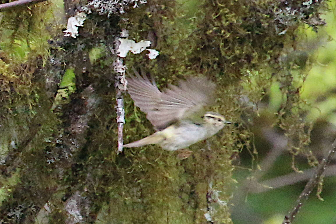 Image of Sichuan Leaf Warbler