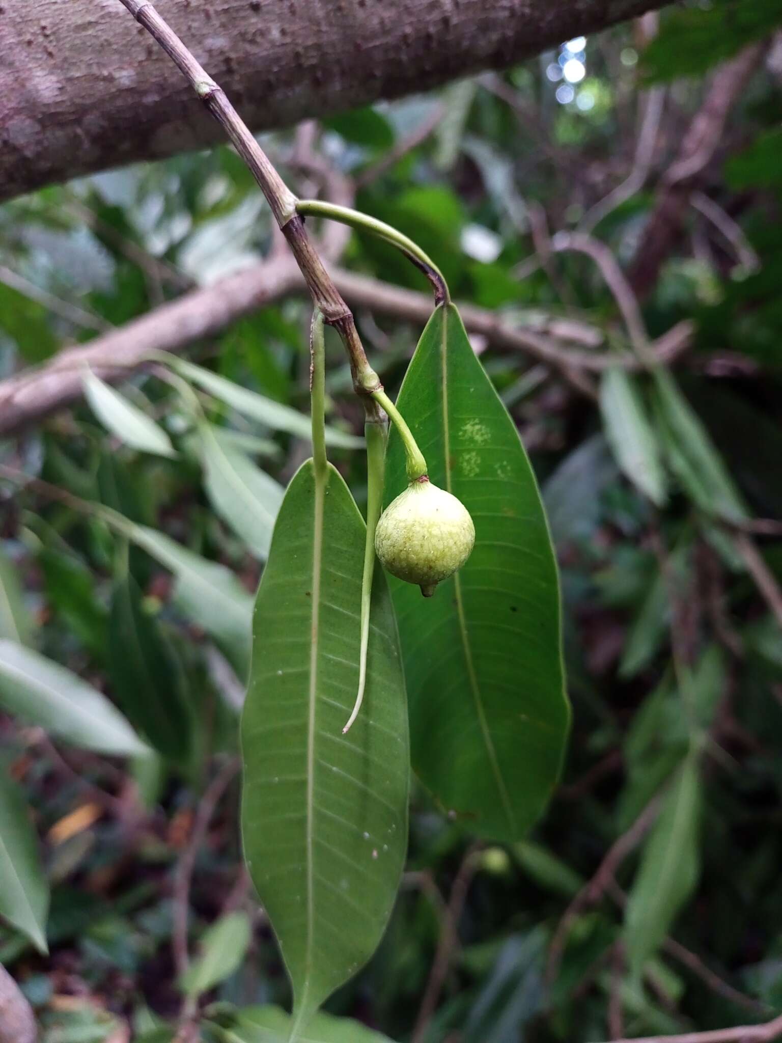 Ficus yoponensis Desv.的圖片